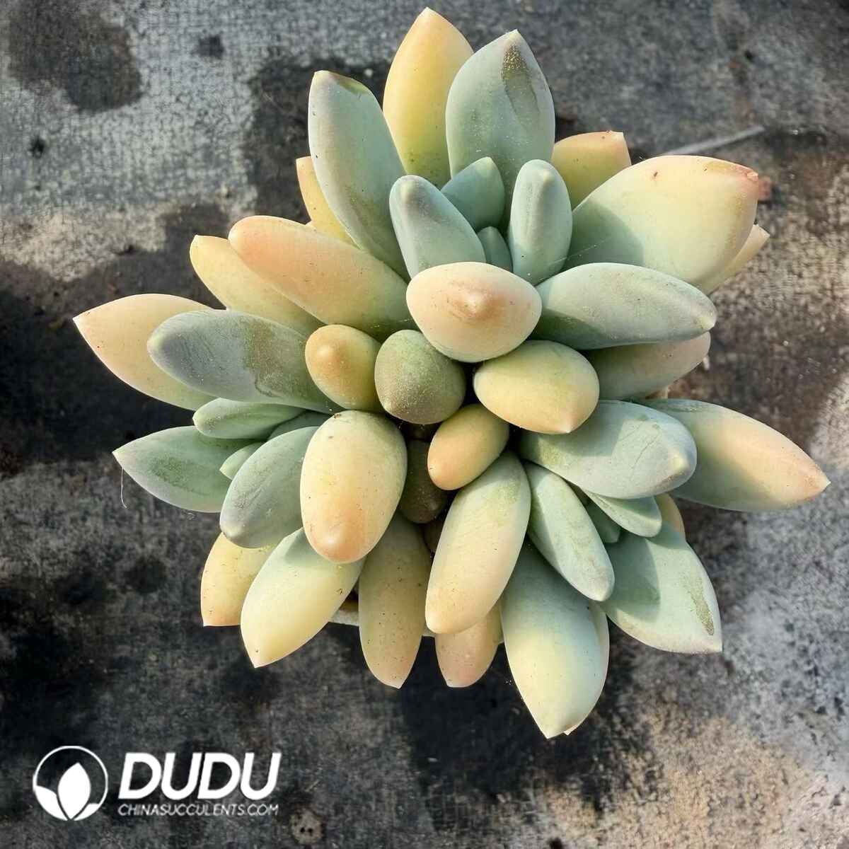 08796D70201.jpg Pachyphytum oviferum Mikadukibijin - 画像 (1)