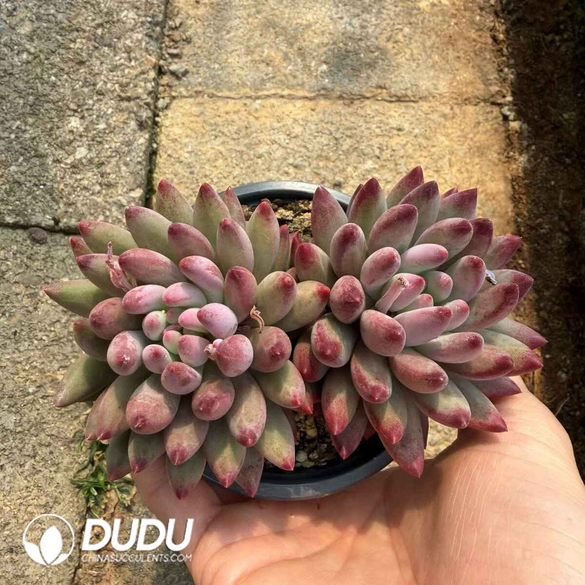 08797D90201.jpg Pachyphytum Yumeiren Double Heads - 画像 (1)