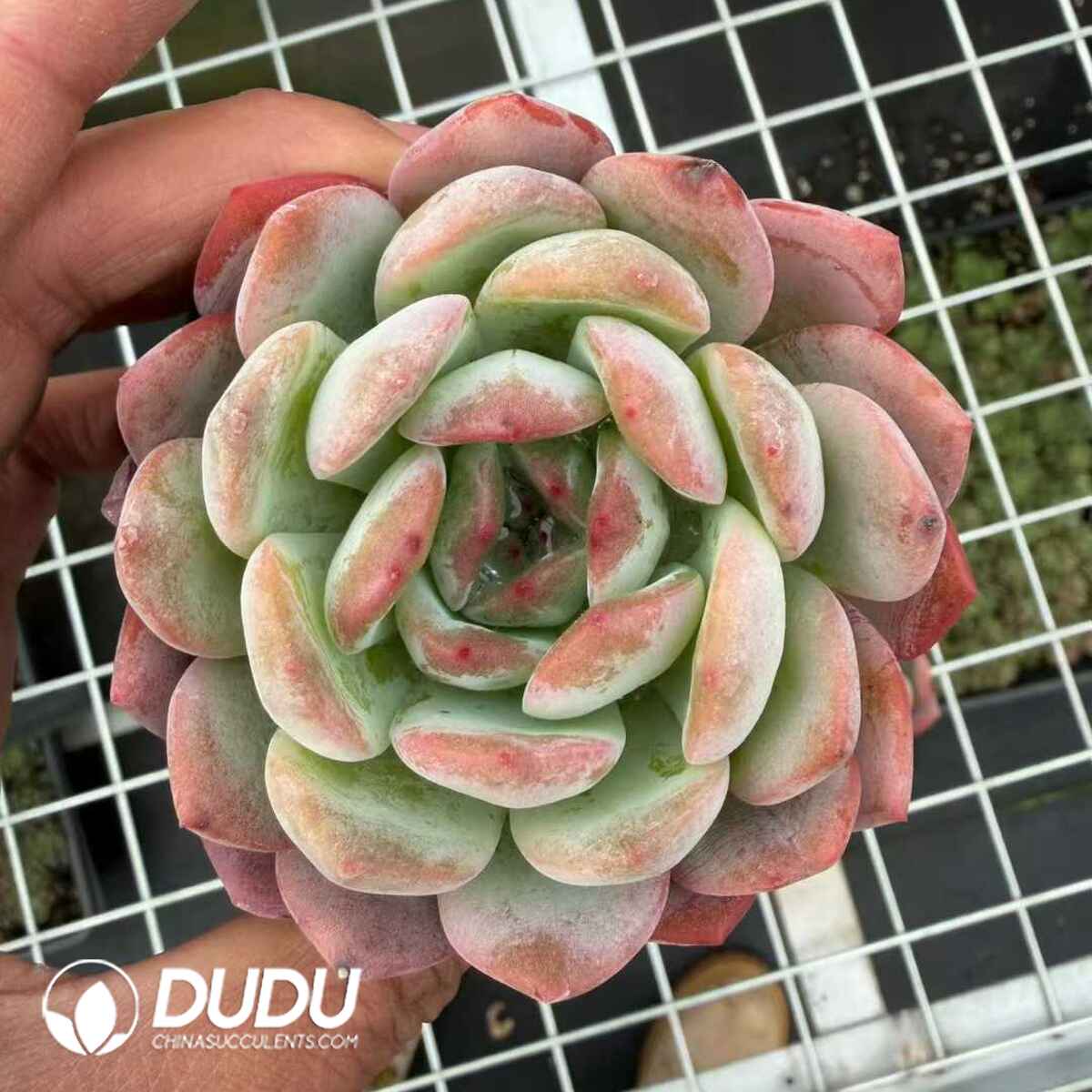 08799D70201.jpg Echeveria All Star - 画像 (1)
