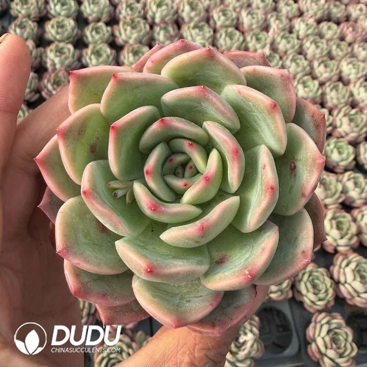08800D90201.jpg Echeveria Madonna - 画像 (1)
