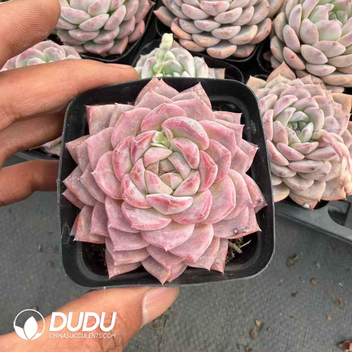 08801D70201.jpg Echeveria Rock Sugar Crystal - 画像 (1)