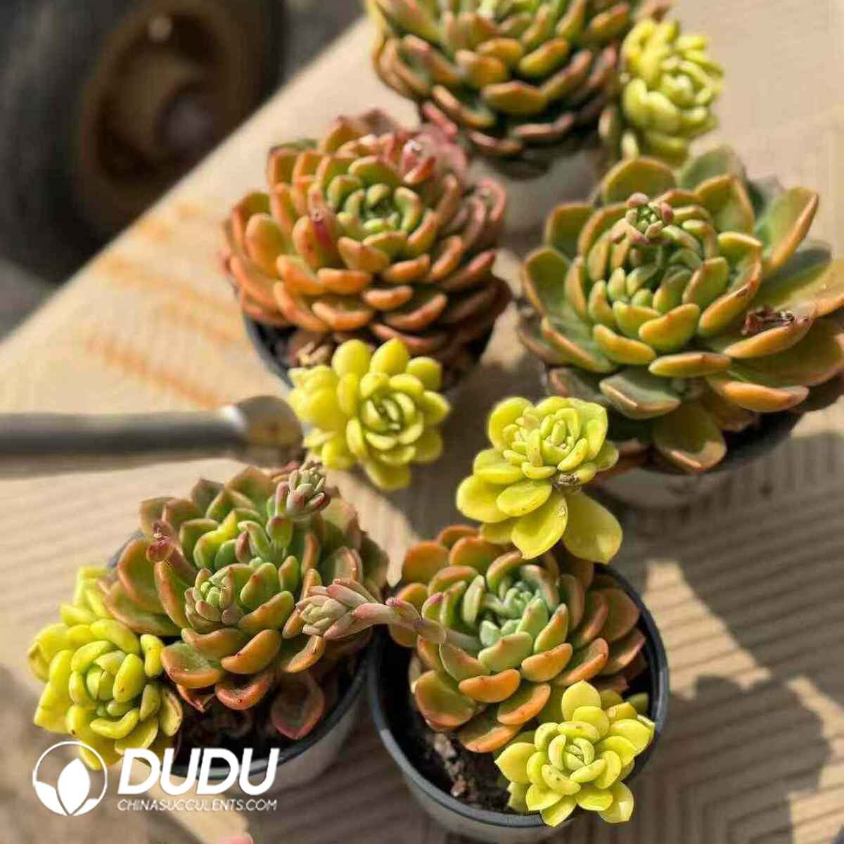 08803D90201.jpg Echeveria Fanta Variegated Double Heads Yinyang Variegated - 画像 (1)
