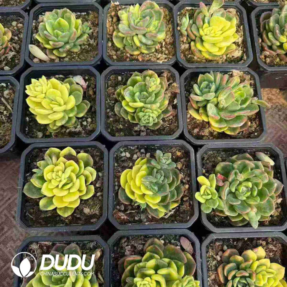 08804D90201.jpg Echeveria Fanta Variegated - 画像 (1)