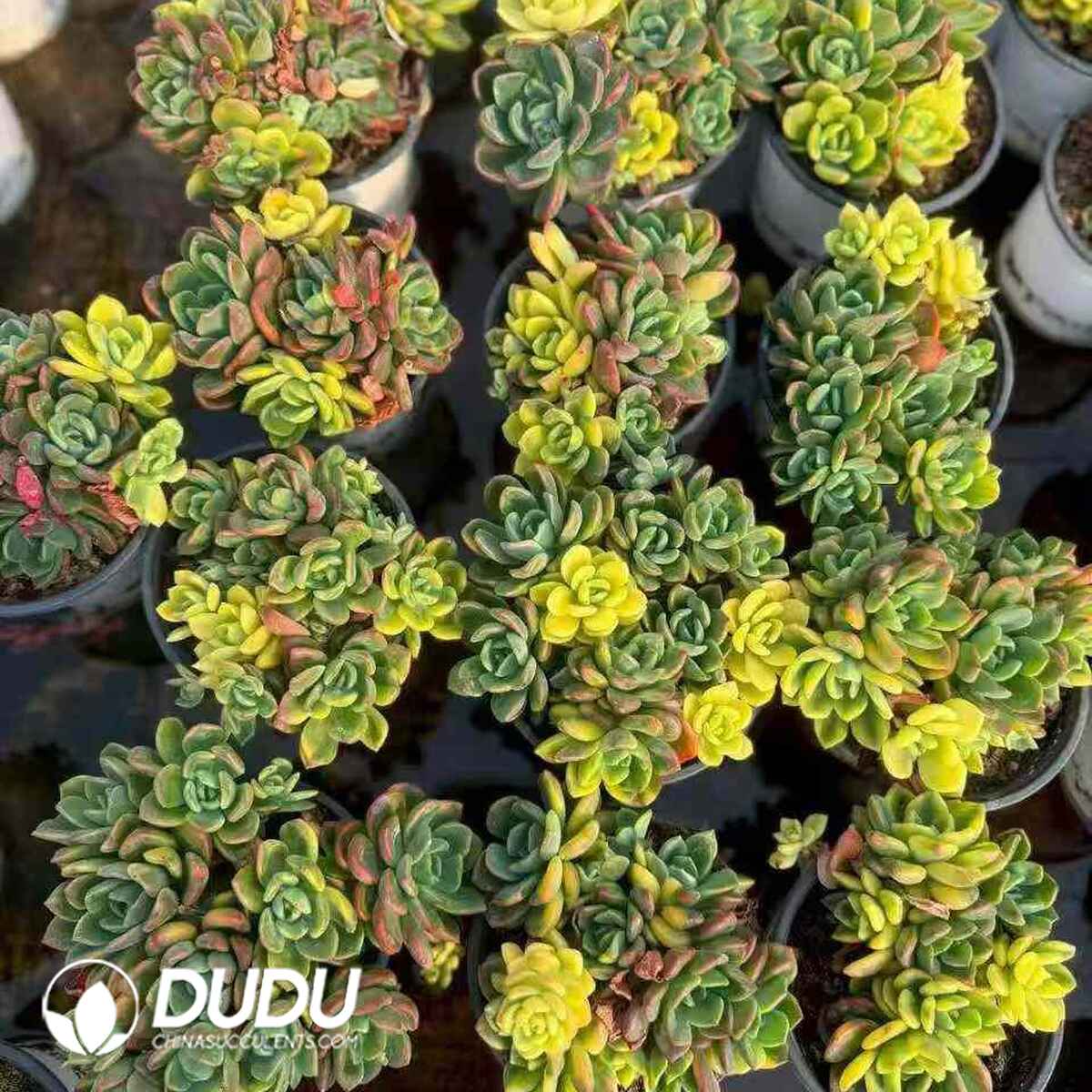 08805D90201.jpg Echeveria Fanta Variegated 5+ Heads - 画像 (1)
