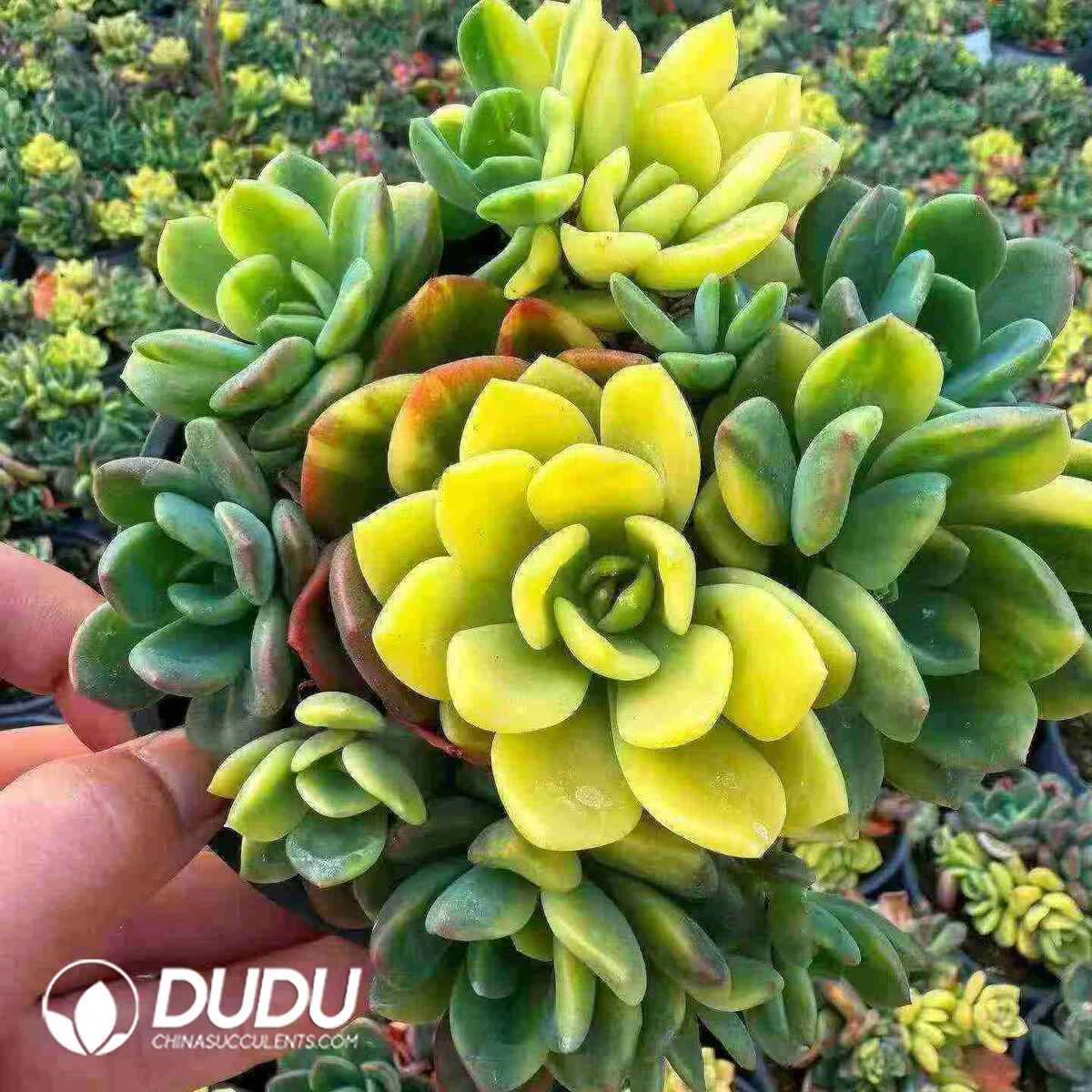 08807D120201.jpg Echeveria Fanta Variegated Big Clustering - 画像 (1)
