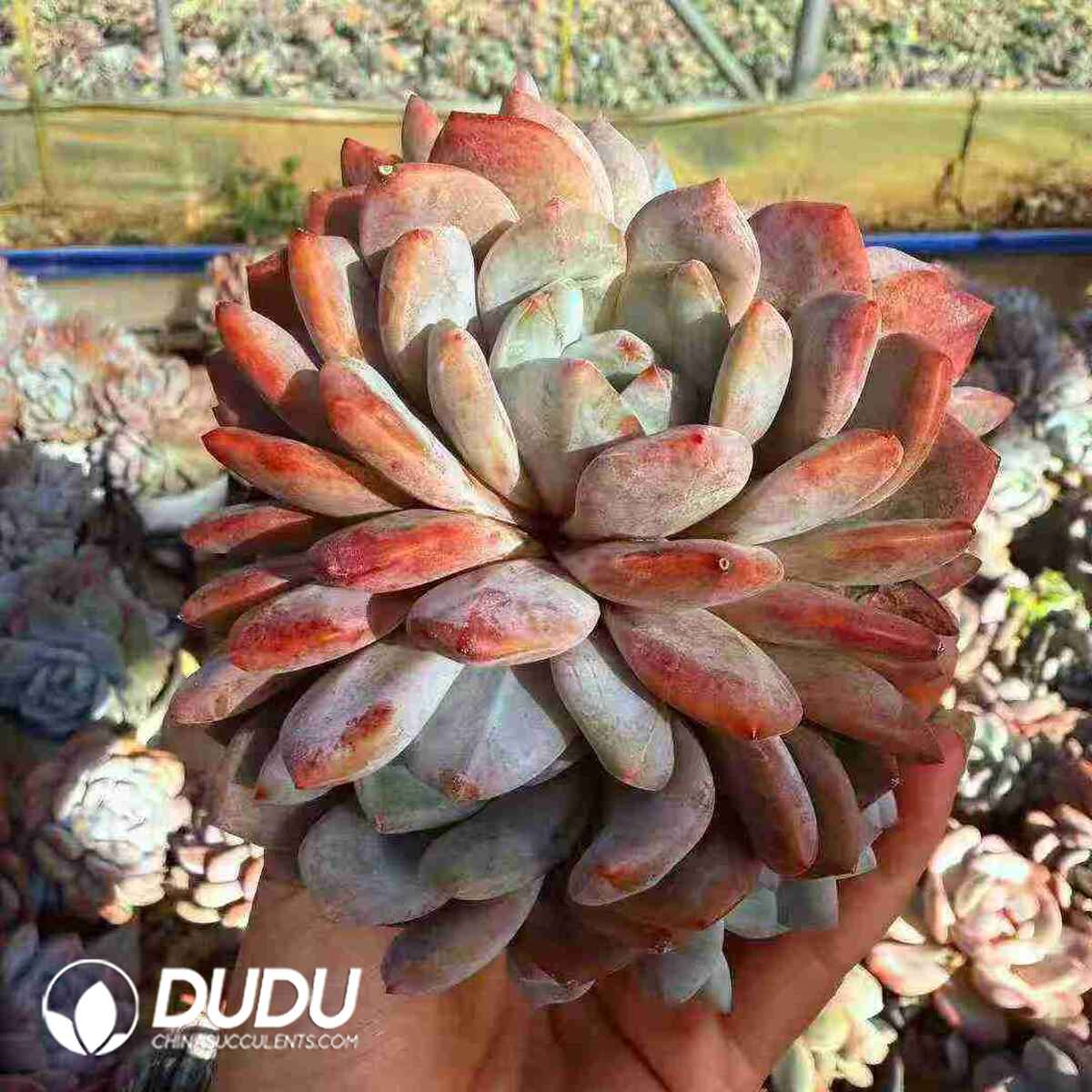 08808D90201.jpg Echeveria Star Shadow Monroe 2-3 Heads - 画像 (1)