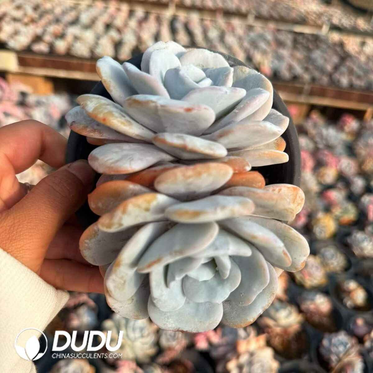 08809D120201.jpg Echeveria Lauii Double Heads - 画像 (1)