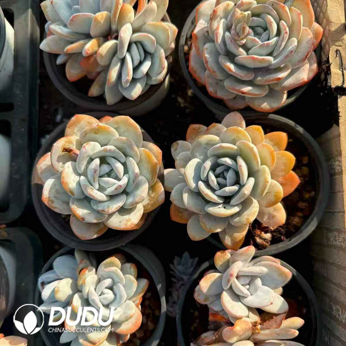 08810D90201.jpg Echeveria Lauii 1-2 Heads - 画像 (1)
