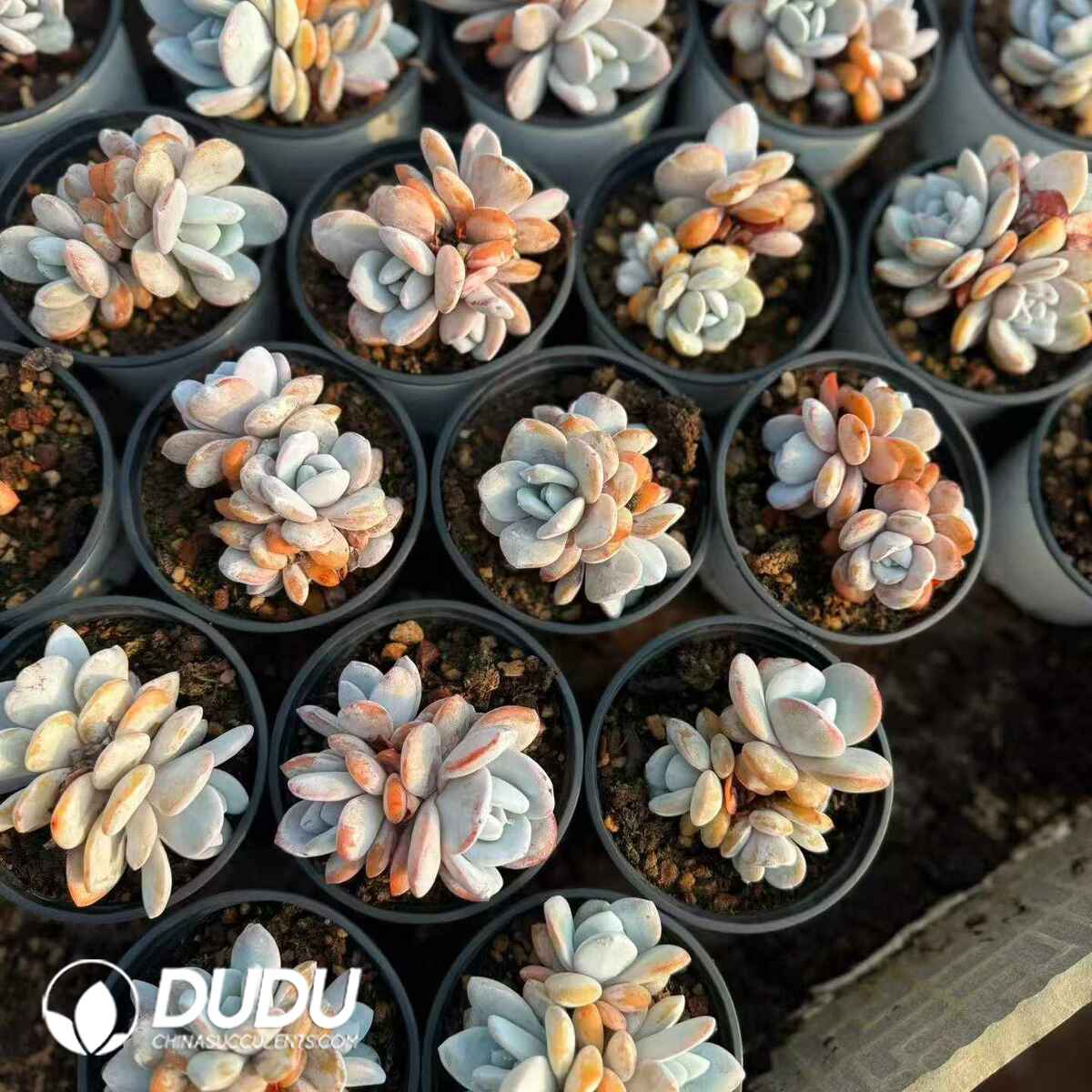 08811D90201.jpg Echeveria Lauii 3-4 Heads Clustering - 画像 (1)