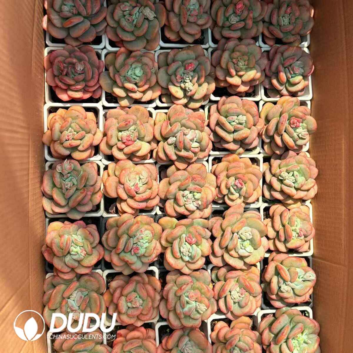 08813D90201.jpg Echeveria Day and Night Galaxy Monstrose Variegated - 画像 (1)