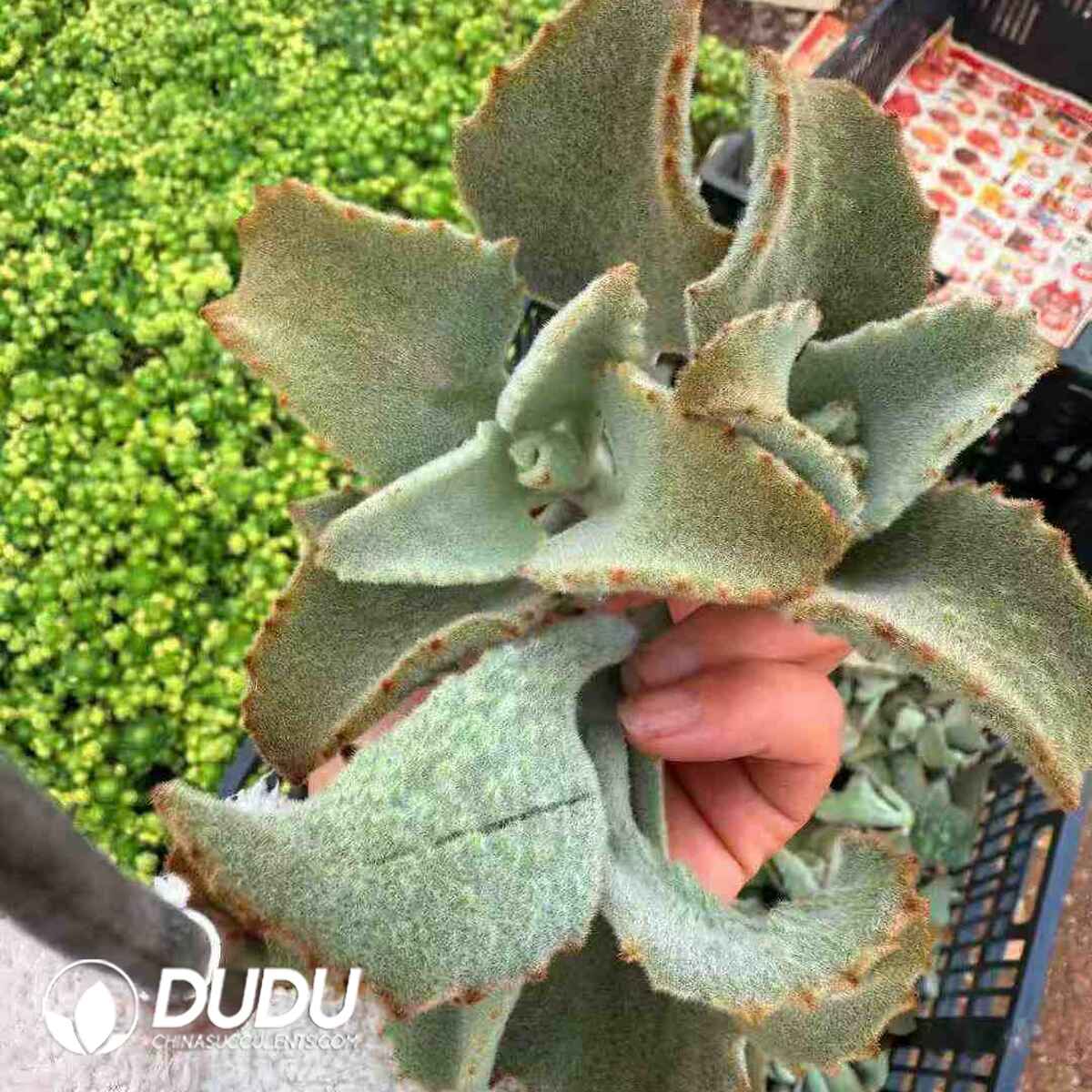 08814D500201.jpg 500pcs Big Eared Hawk Rabbit Cuttings - 画像 (1)