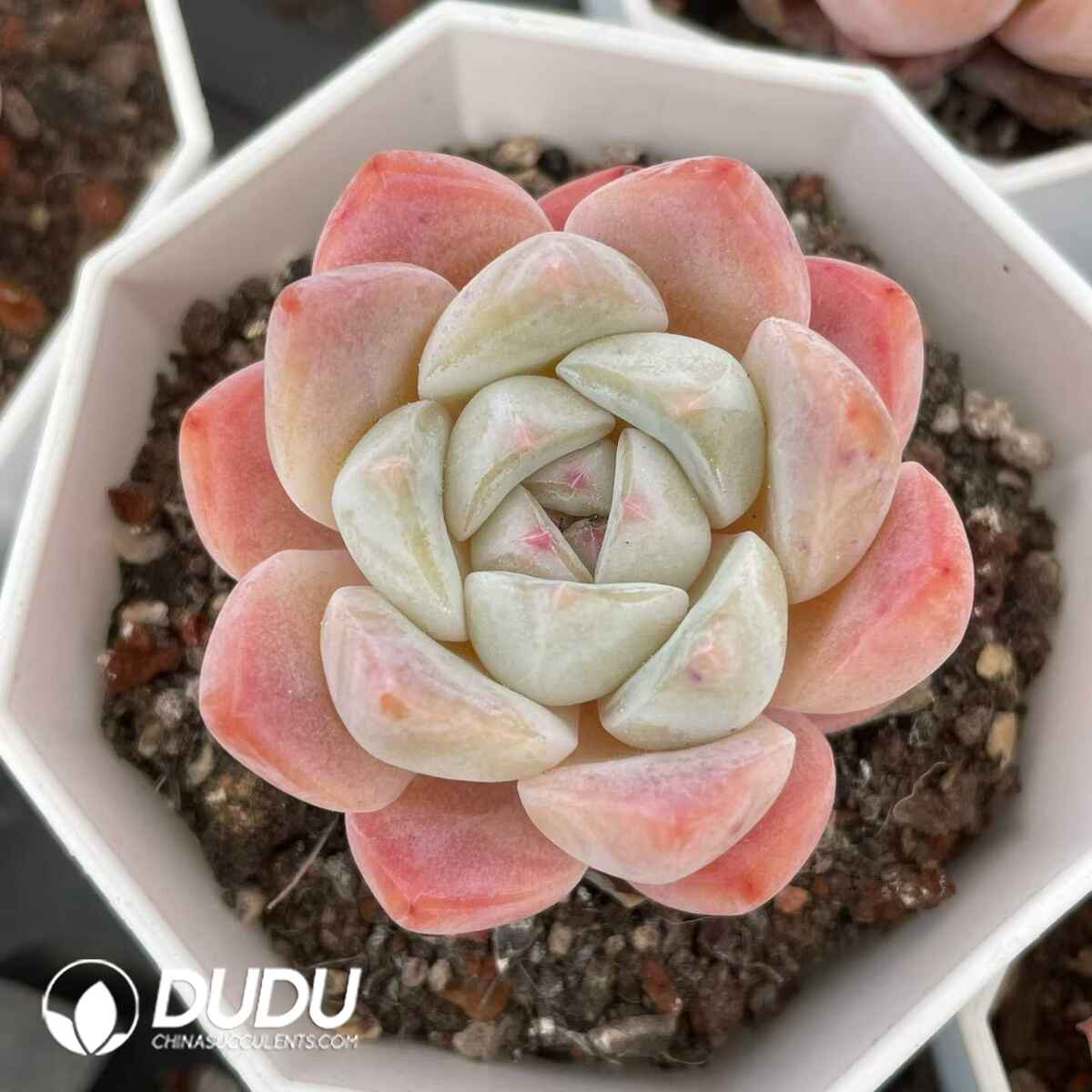 08815D70201.jpg Echeveria Beauty Monroe - 画像 (1)