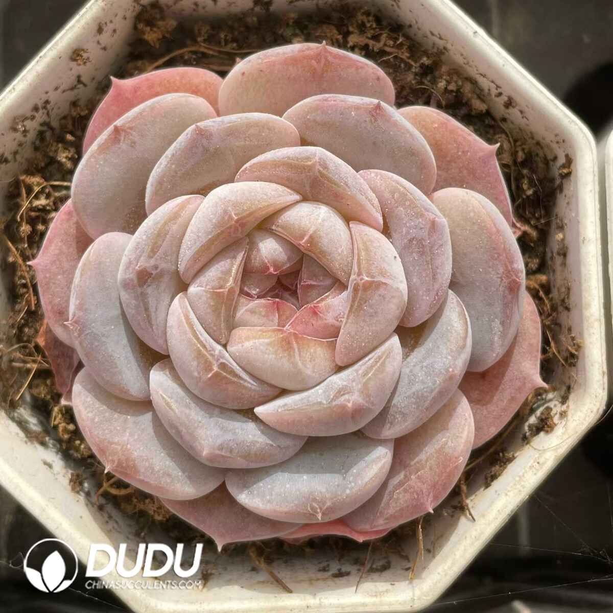 08816D70201.jpg Echeveria 046 - 画像 (1)