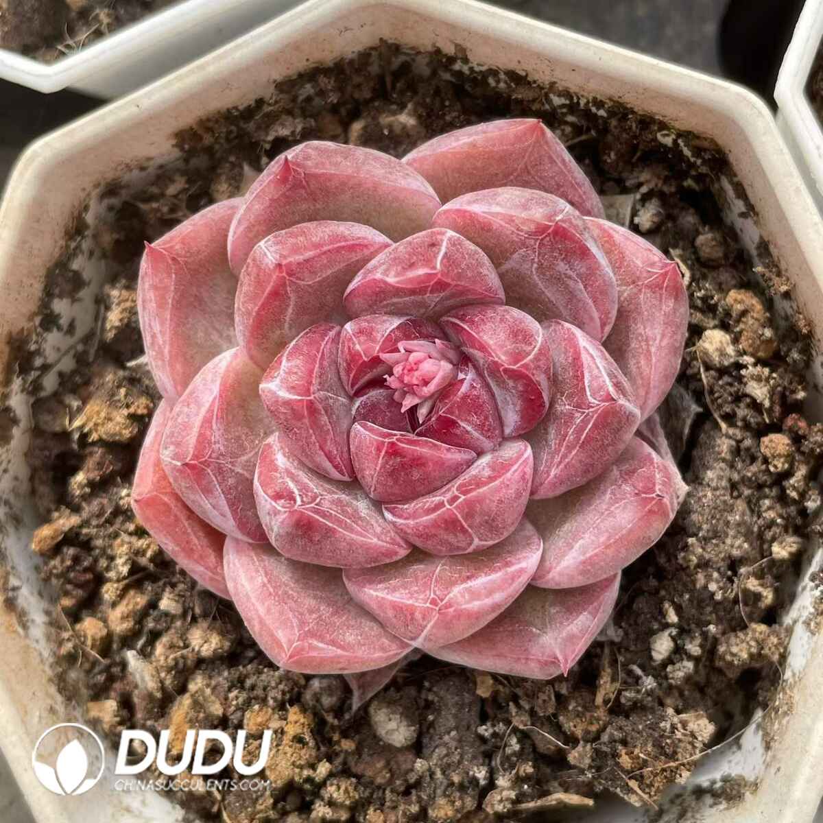 08817D70201.jpg Echeveria No. 002 - 画像 (1)