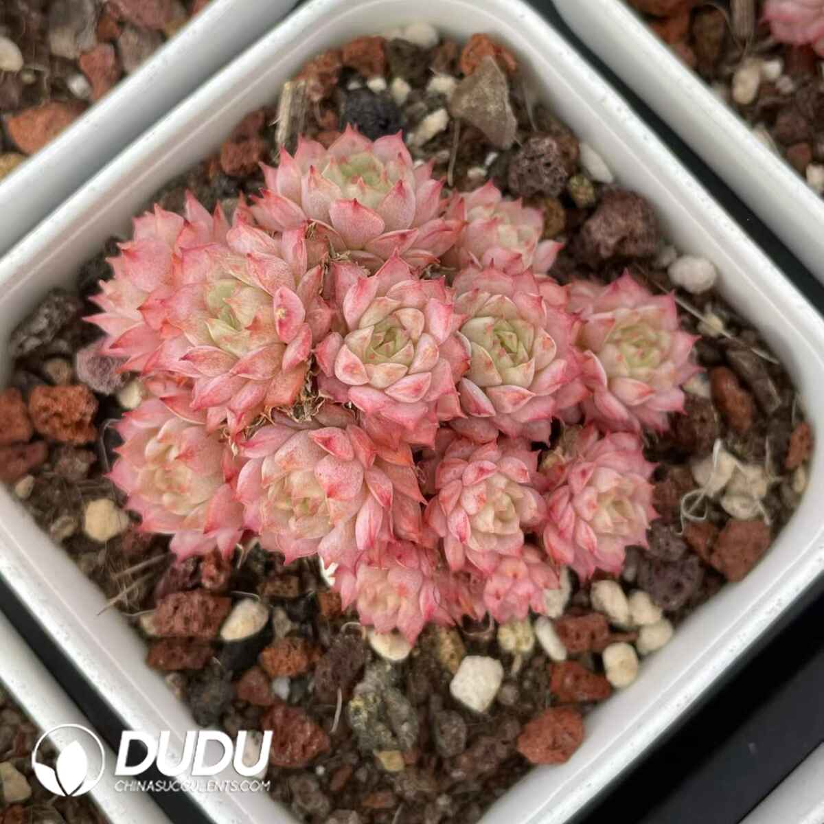 08818D70201.jpg Echeveria Redberry Clustering - 画像 (1)