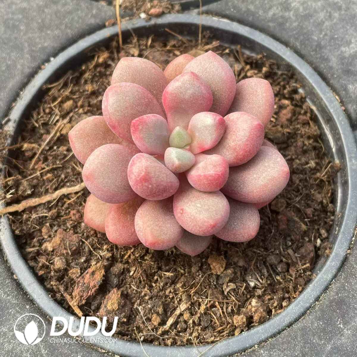 08819D90201.jpg Pachyphytum Sapphire Coral Bead - 画像 (1)