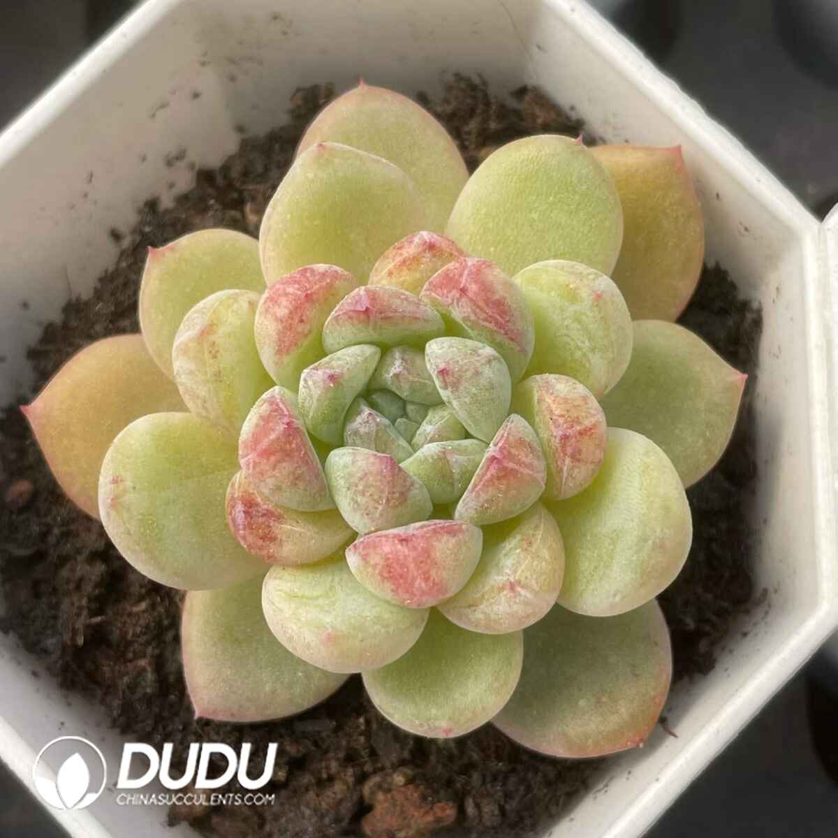 08821D70201.jpg Echeveria Magic - 画像 (1)