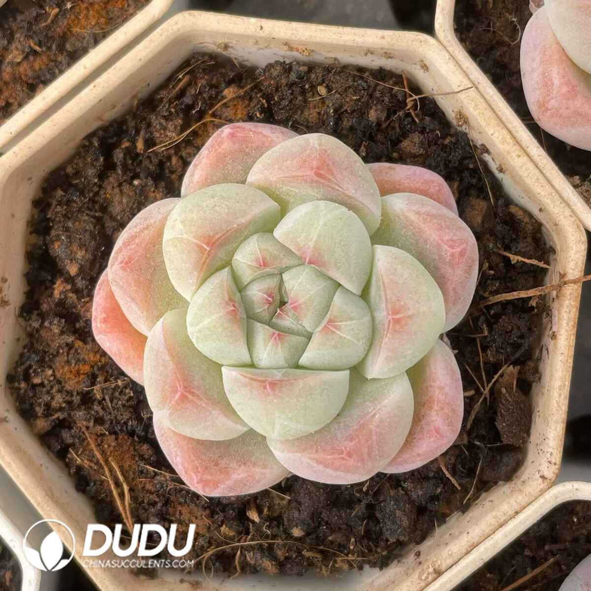 08822D70201.jpg Echeveria 063 - 画像 (1)