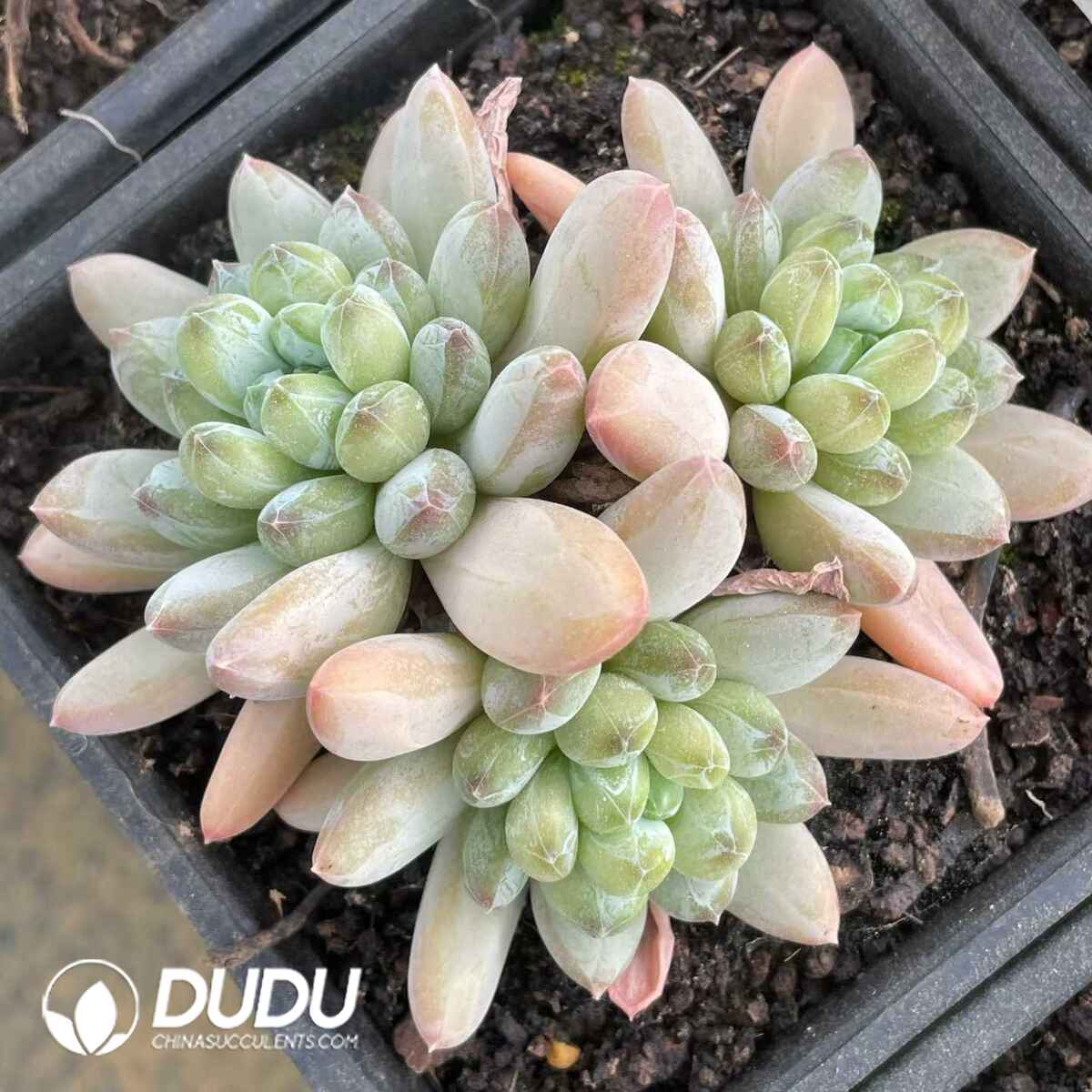 08823D140201.jpg Pachyphytum Green Heart Beauty Clustering - 画像 (1)