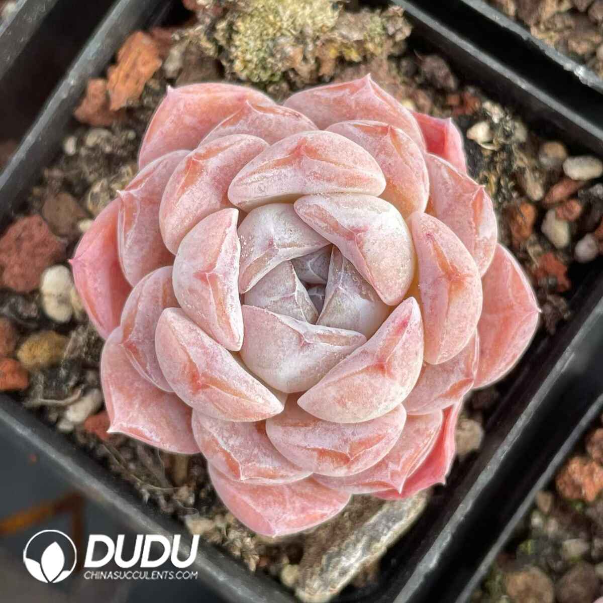 08824D50201.jpg Echeveria Green Jellyfish - 画像 (1)