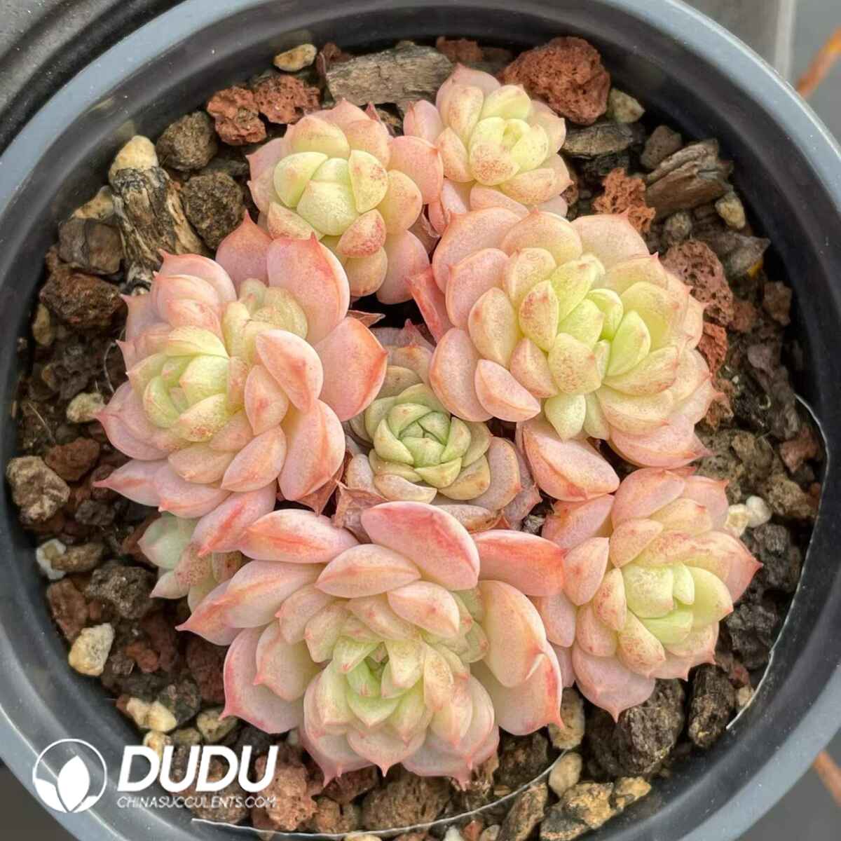 08825D90201.jpg Echeveria Super Circle Clustering - 画像 (1)