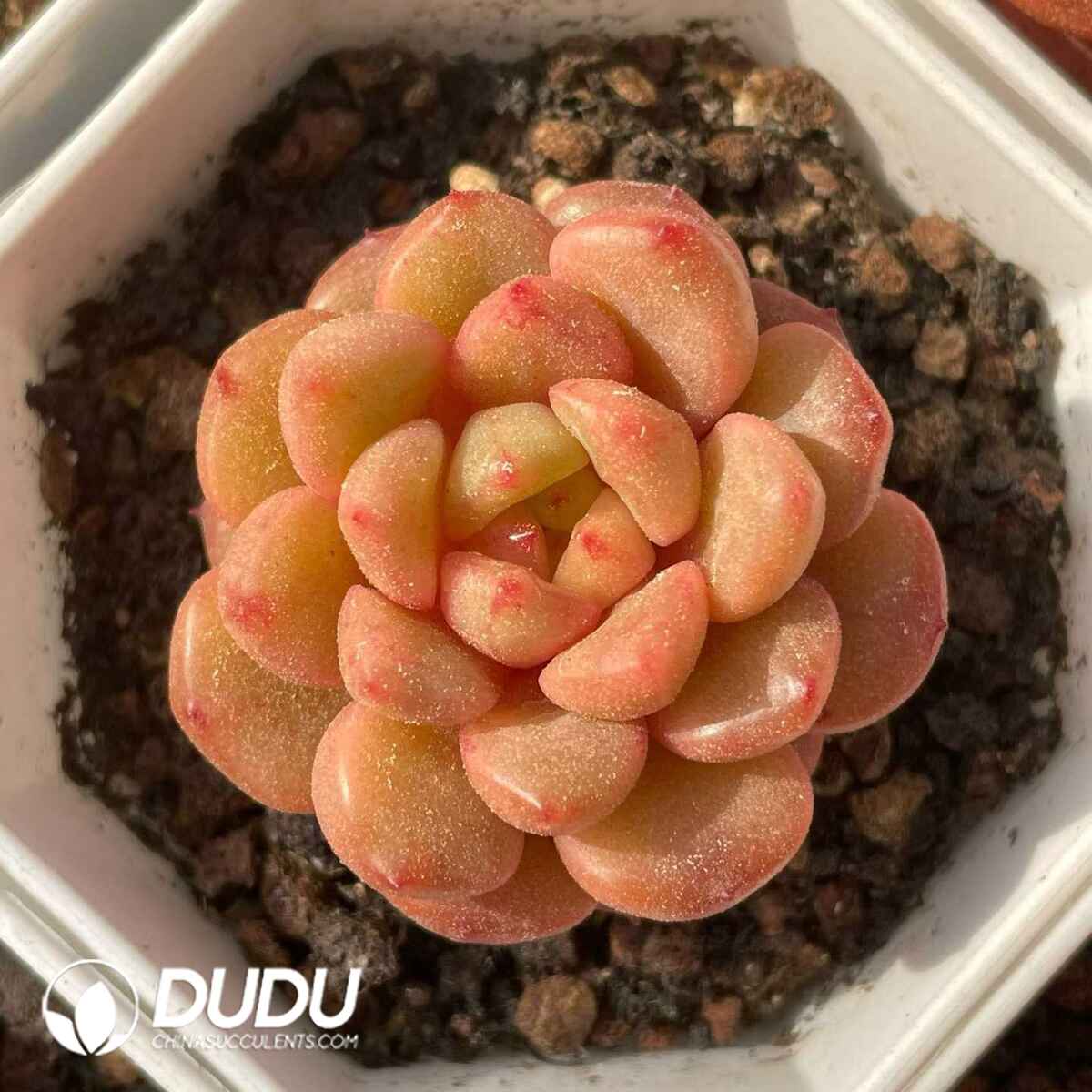 08826D70201.jpg Echeveria Iced Grape - 画像 (1)
