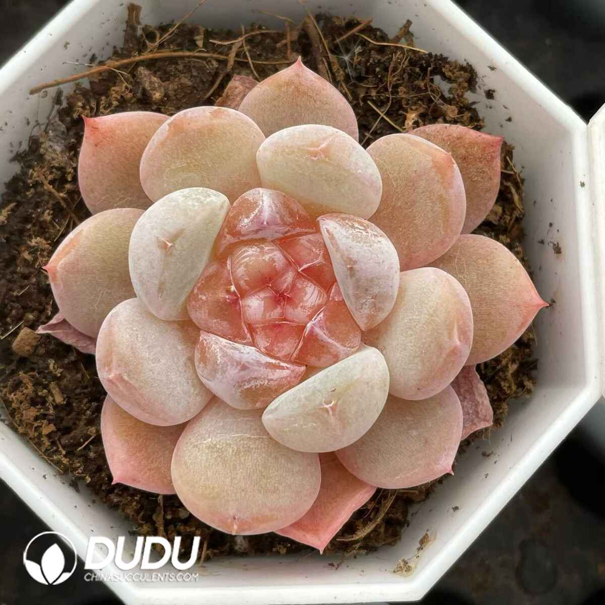 08827D70201.jpg Echeveria 060 - 画像 (1)