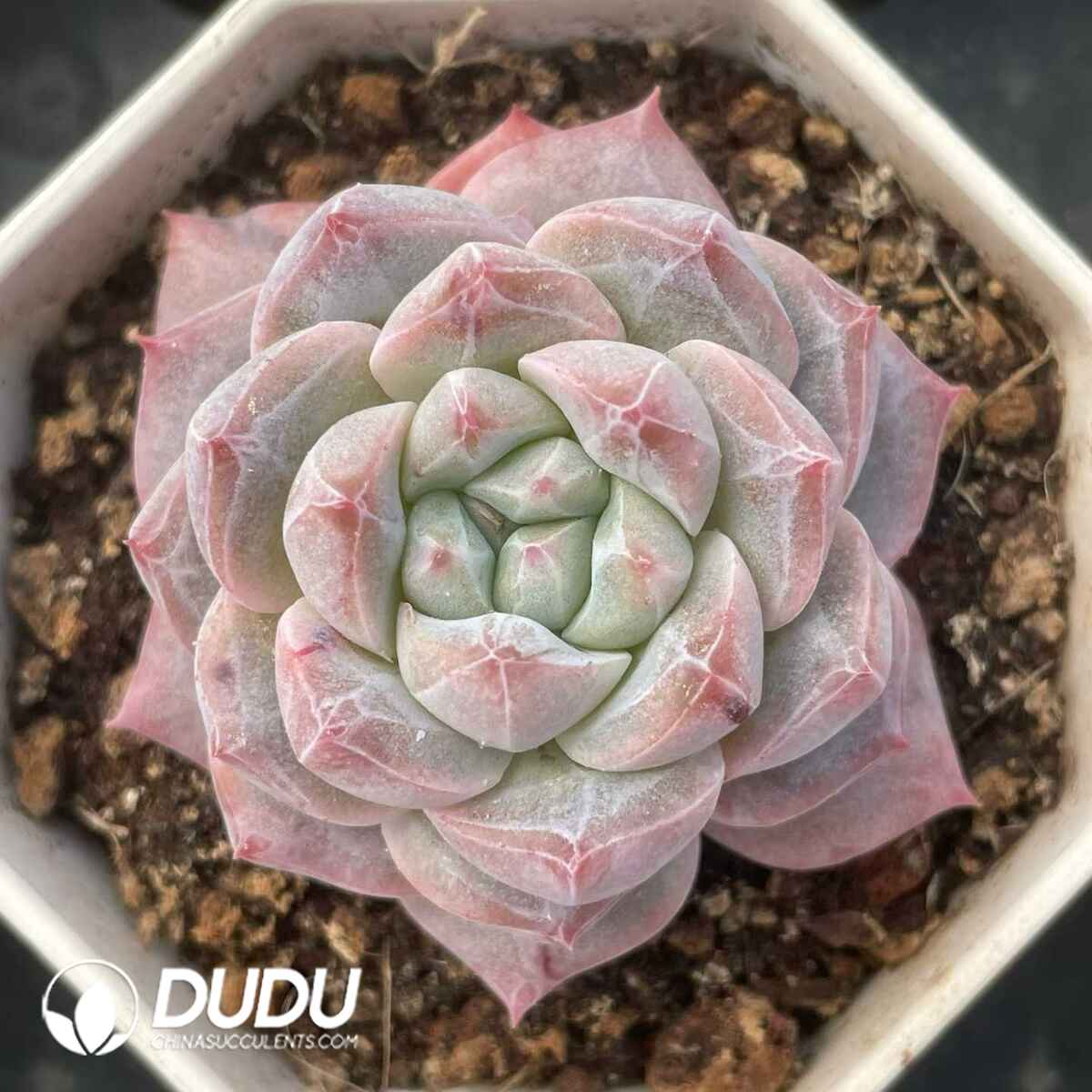 08828D70201.jpg Echeveria Round Diamond - 画像 (1)