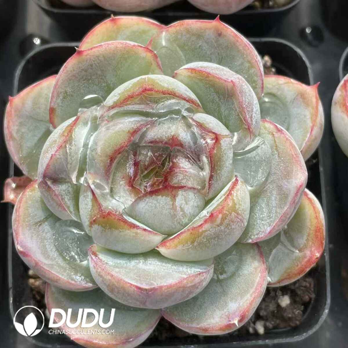 08830D50201.jpg Echeveria Fat Tiger - 画像 (1)