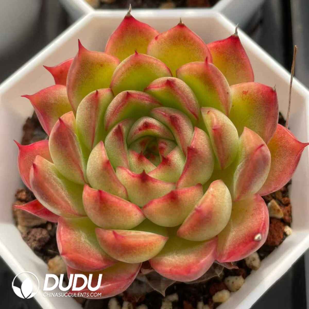08831D70201.jpg Echeveria Flames - 画像 (1)
