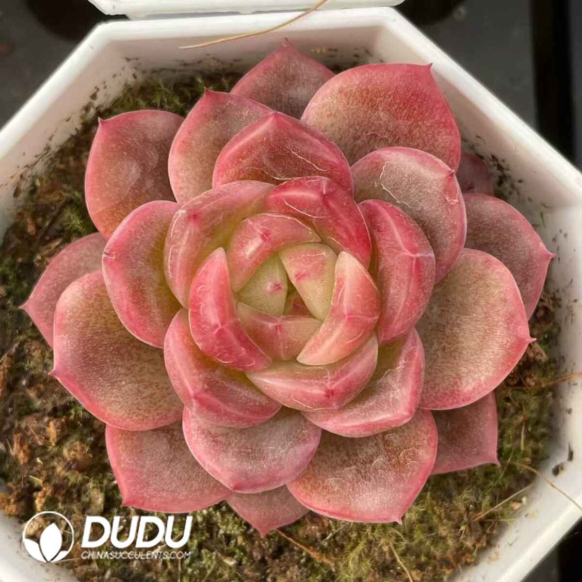 08832D70201.jpg Echeveria 033 - 画像 (1)