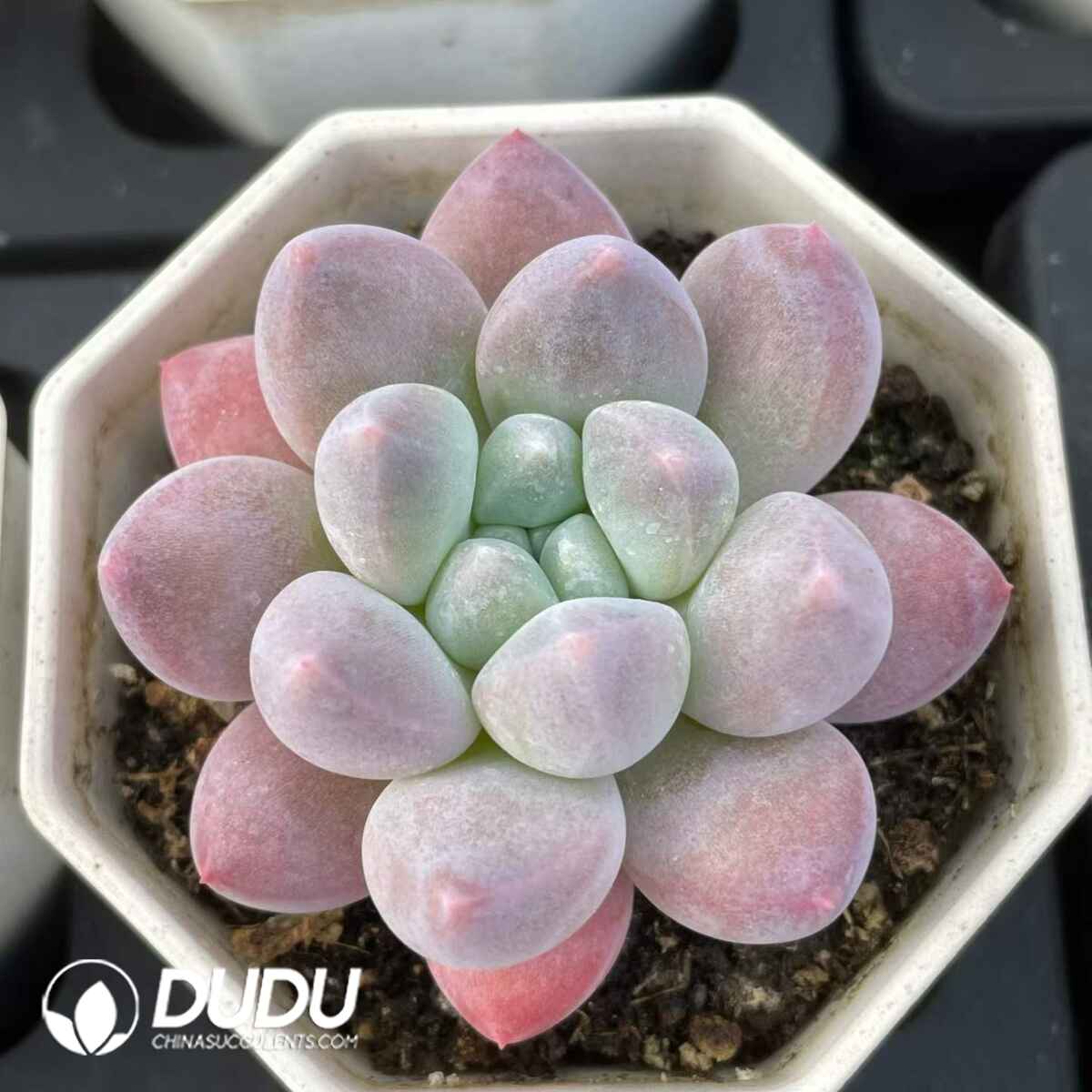 08834D70201.jpg Pachyphytum Pretty's Finger - 画像 (1)