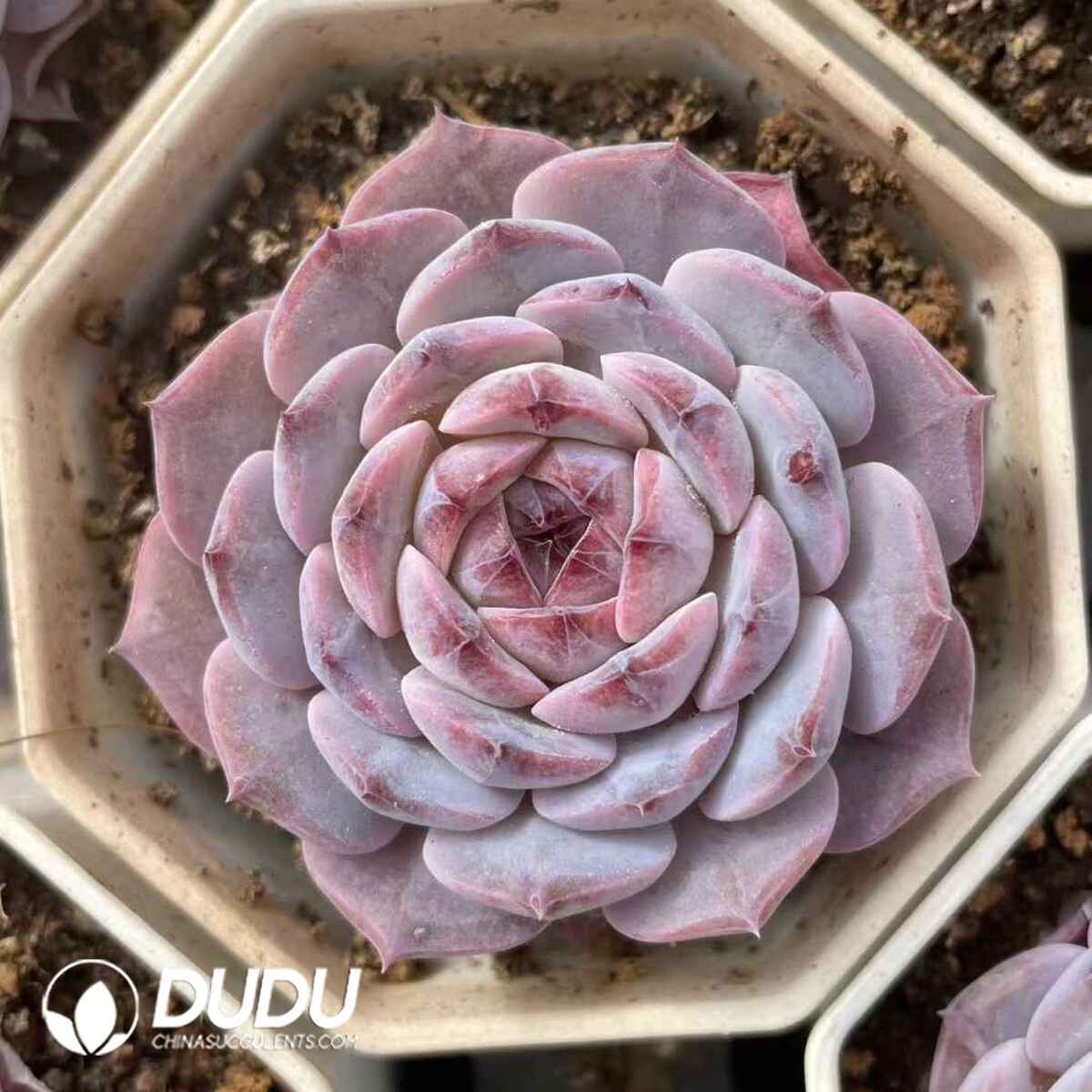 08835D70201.jpg Echeveria Rezry - 画像 (1)