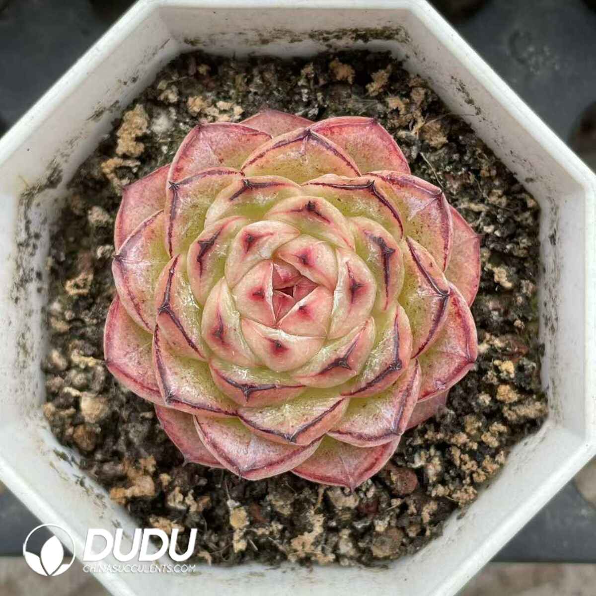 08836D70201.jpg Echeveria Green Bodhi Black Margin - 画像 (1)