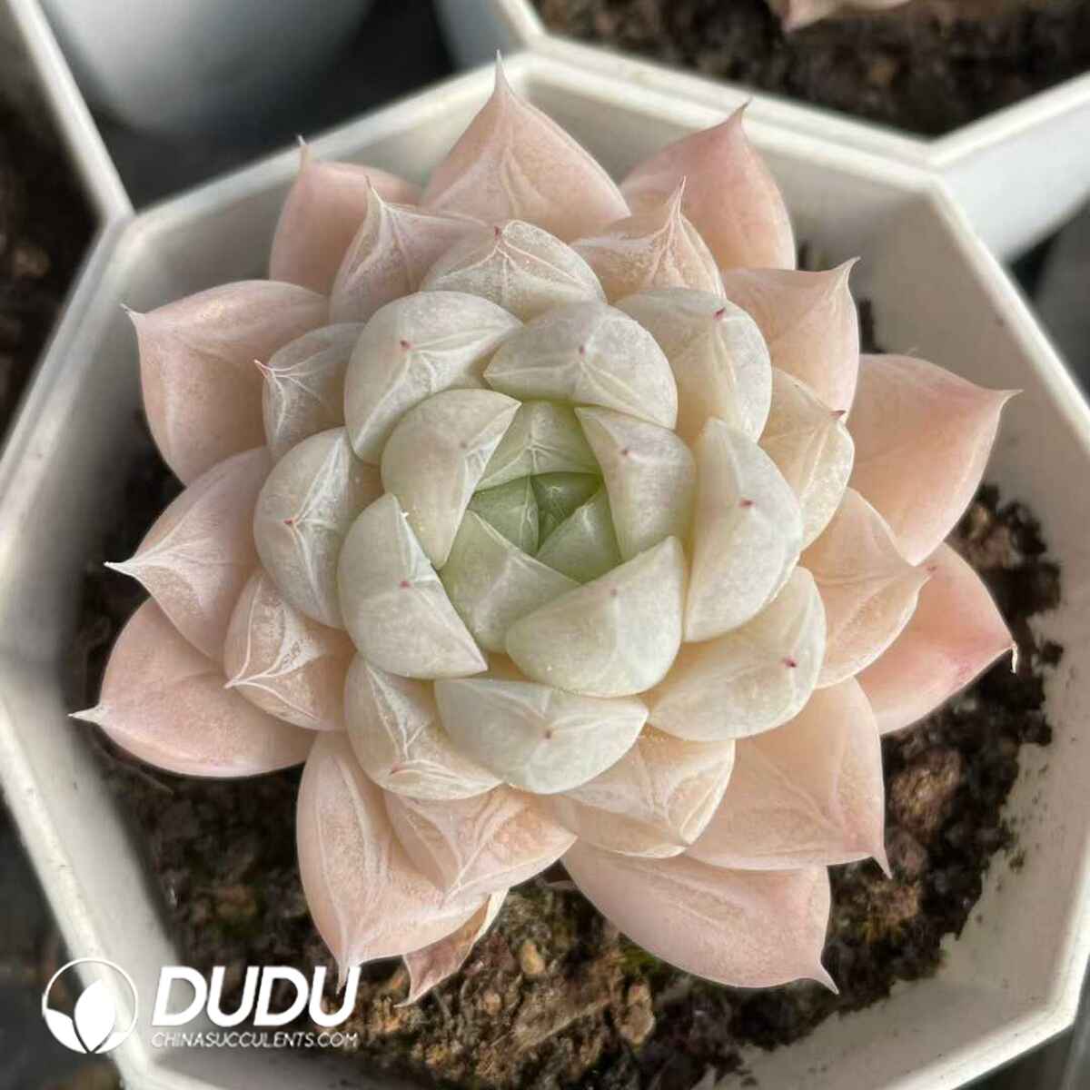 08837D70201.jpg Echeveria Glacier - 画像 (1)