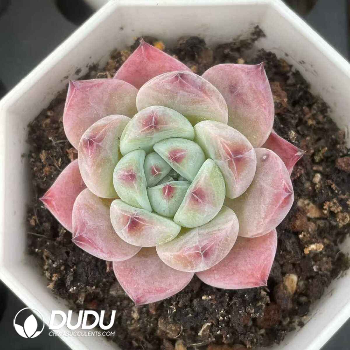 08838D70201.jpg Echeveria 021 - 画像 (1)