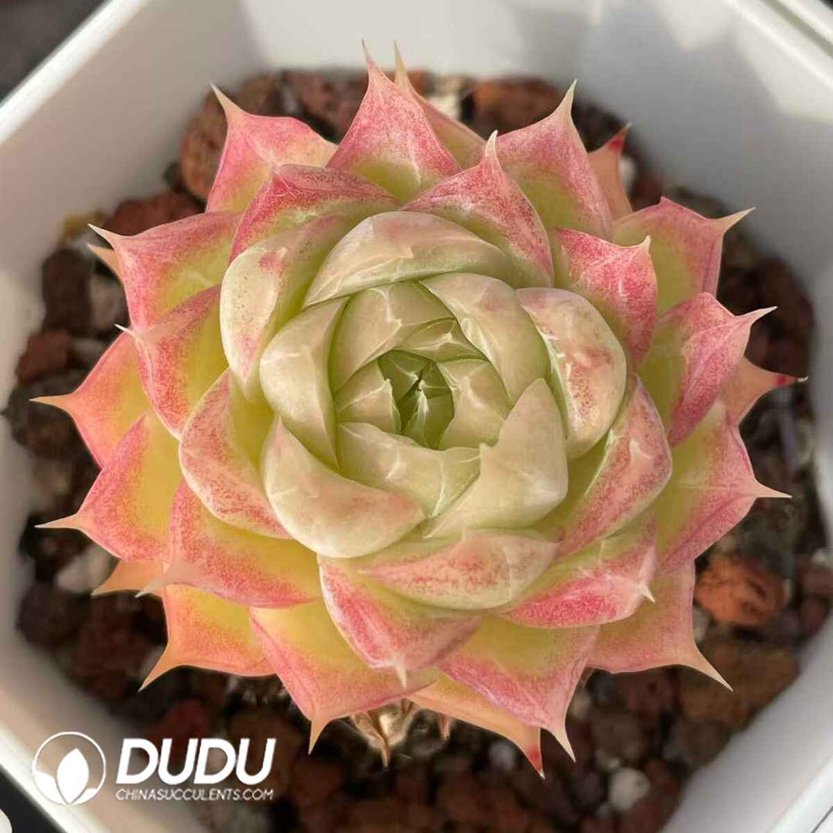 08839D70201.jpg Echeveria Queen - 画像 (1)