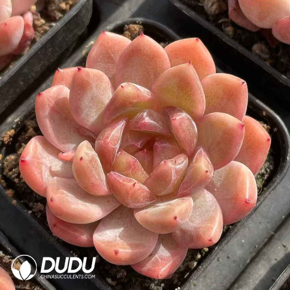 08840D50201.jpg Echeveria Sugar Heart 088 - 画像 (1)