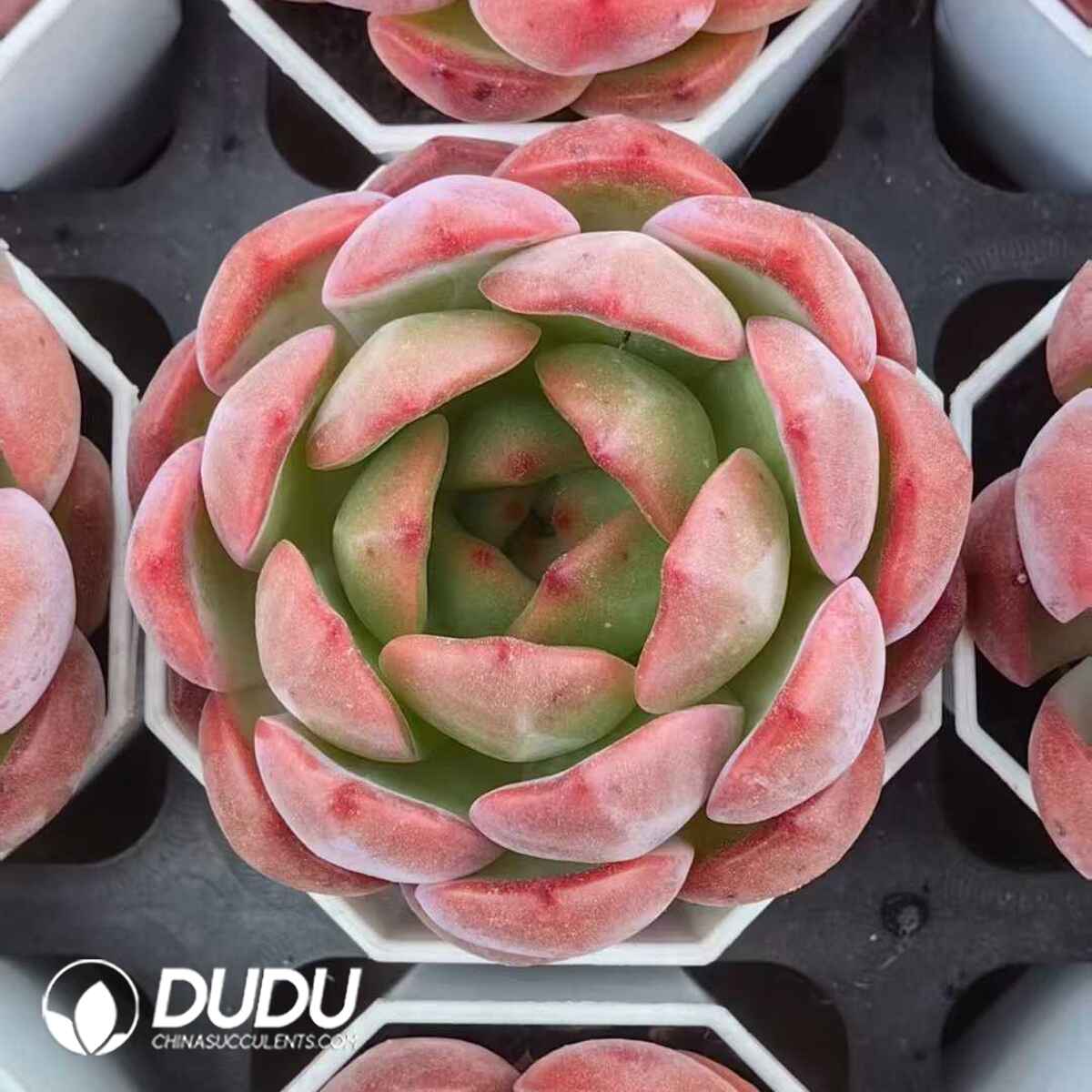 08842D70201.jpg Echeveria Red Monroe - 画像 (1)