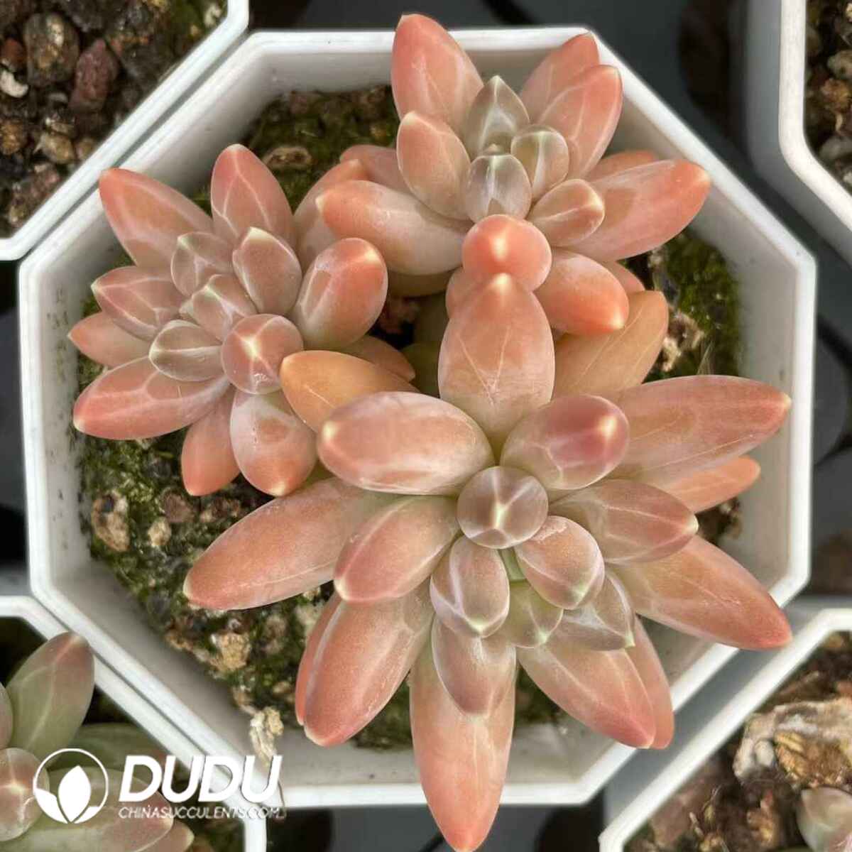 08843D70201.jpg Pachyphytum Urakla Clustering - 画像 (1)
