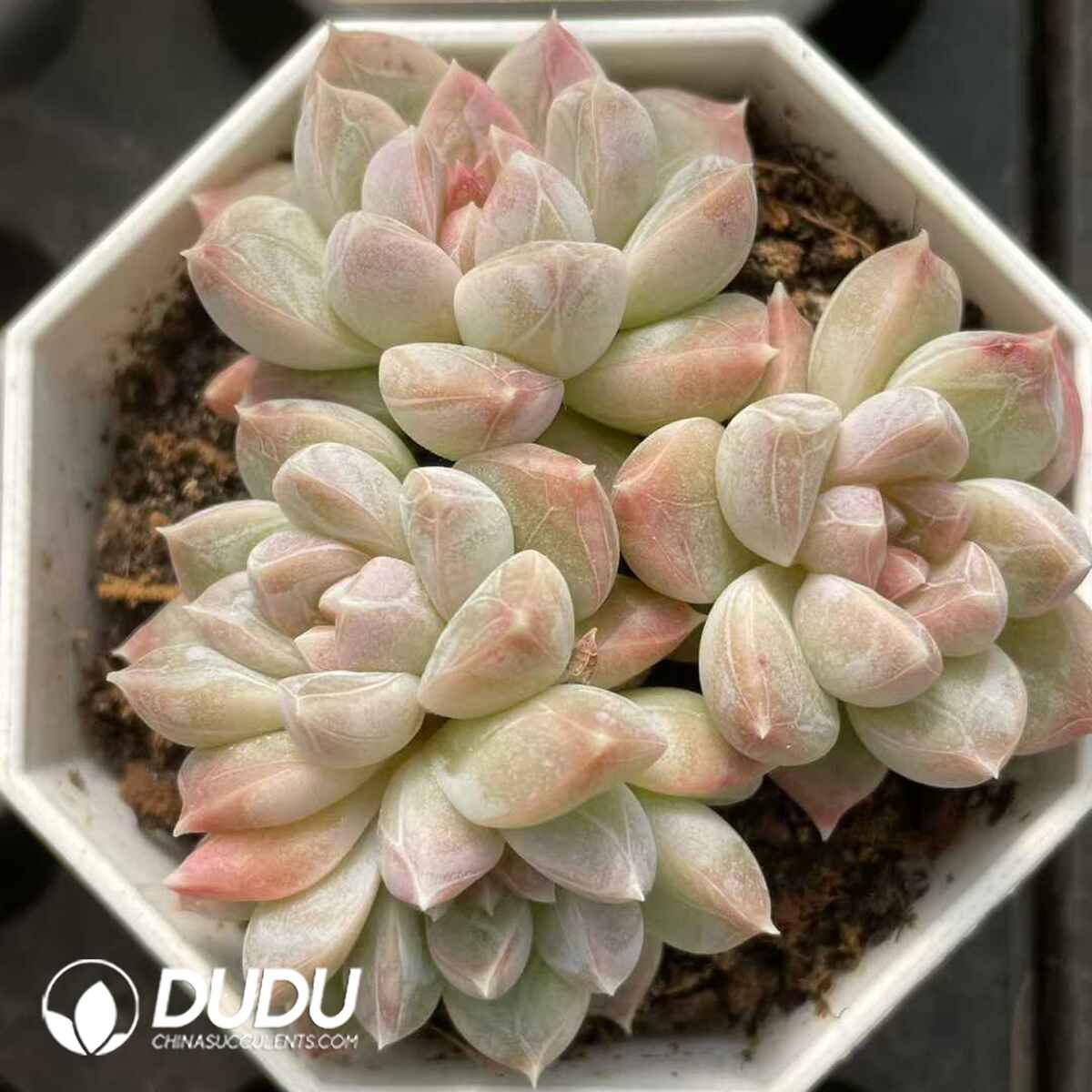 08844D70201.jpg Echeveria Leaf Vein Clustering - 画像 (1)