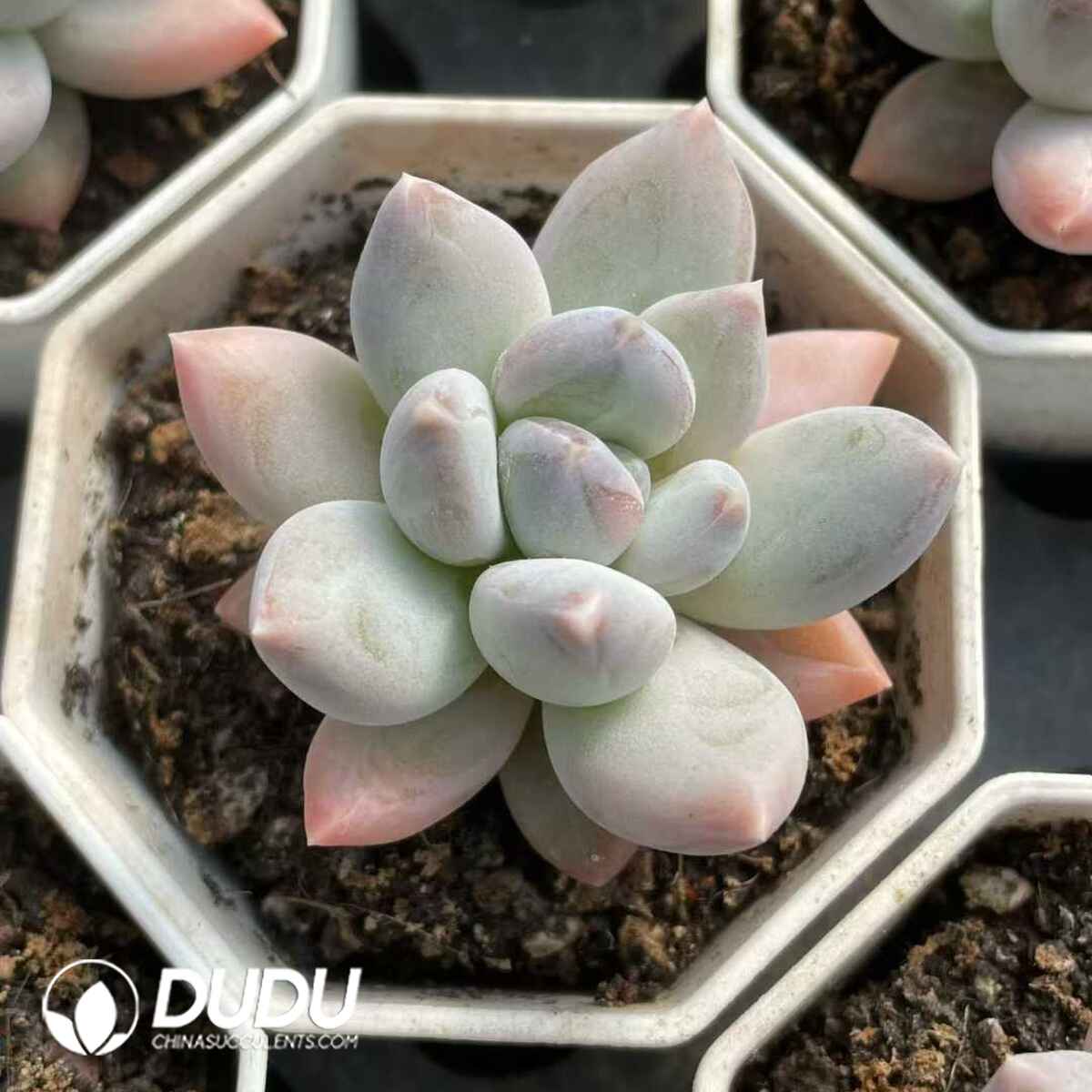 08845D70201.jpg Pachyphytum Rainbow Beauty - 画像 (1)