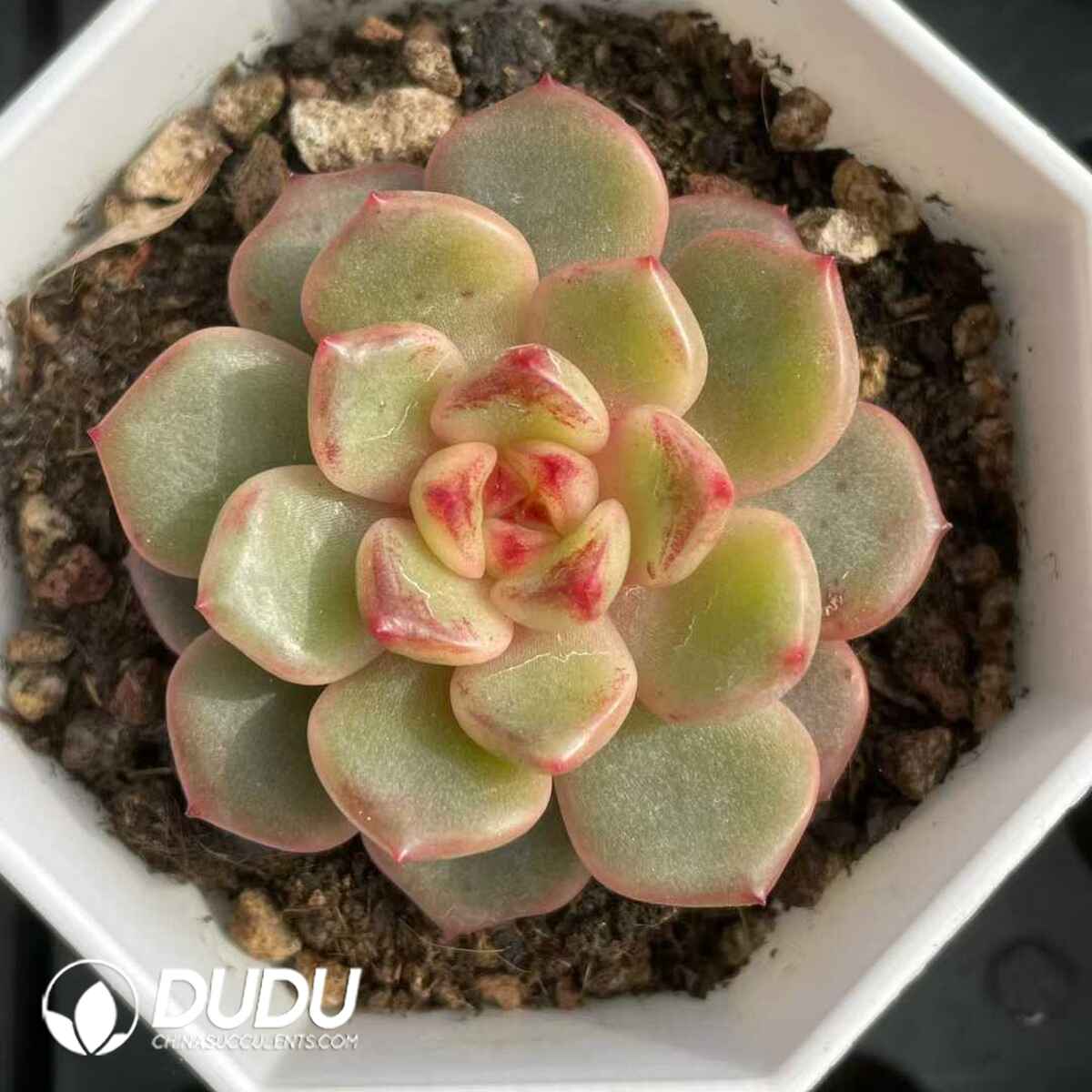 08846D70201.jpg Echeveria Poseidon - 画像 (1)