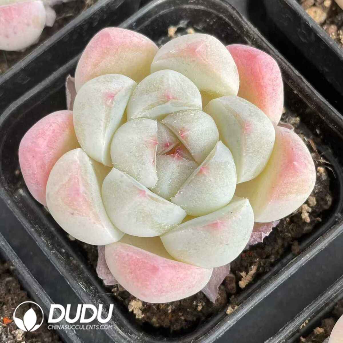 08848D50201.jpg Echeveria Rock Sugar - 画像 (1)