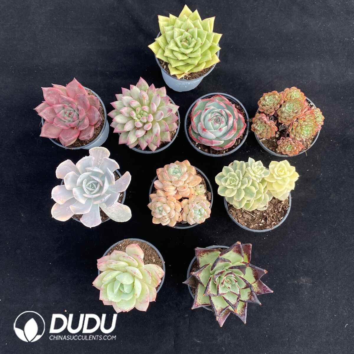 08898D90201.jpg Echeveria Blind Box Random 10pcs - 画像 (1)
