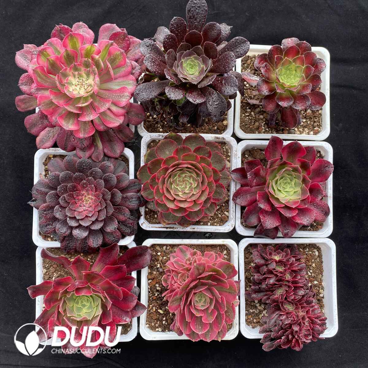 08899D120201.jpg Aeonium Blind Box Random 9pcs - 画像 (1)