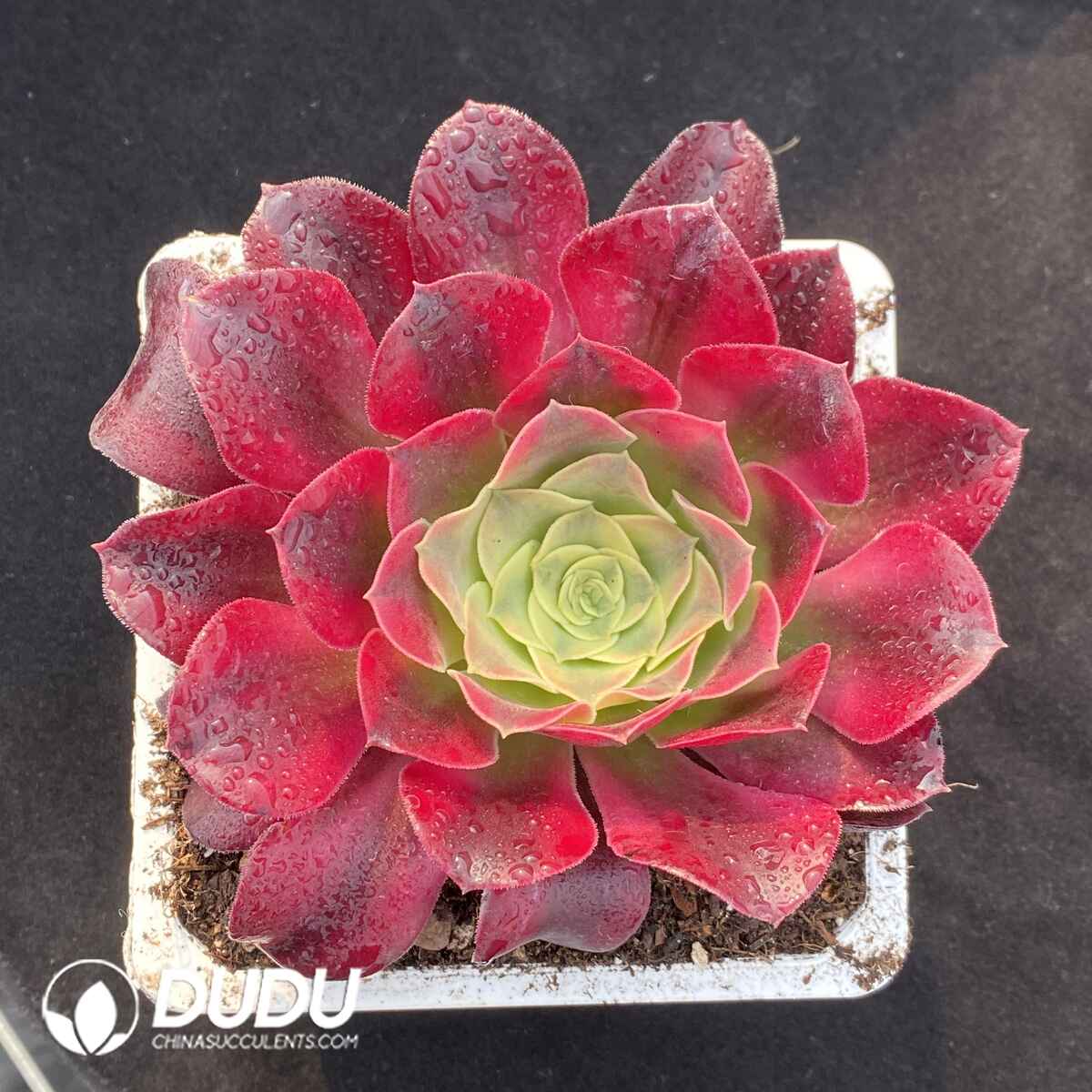 08900D120201.jpg Aeonium Medusa Variegated - 画像 (1)