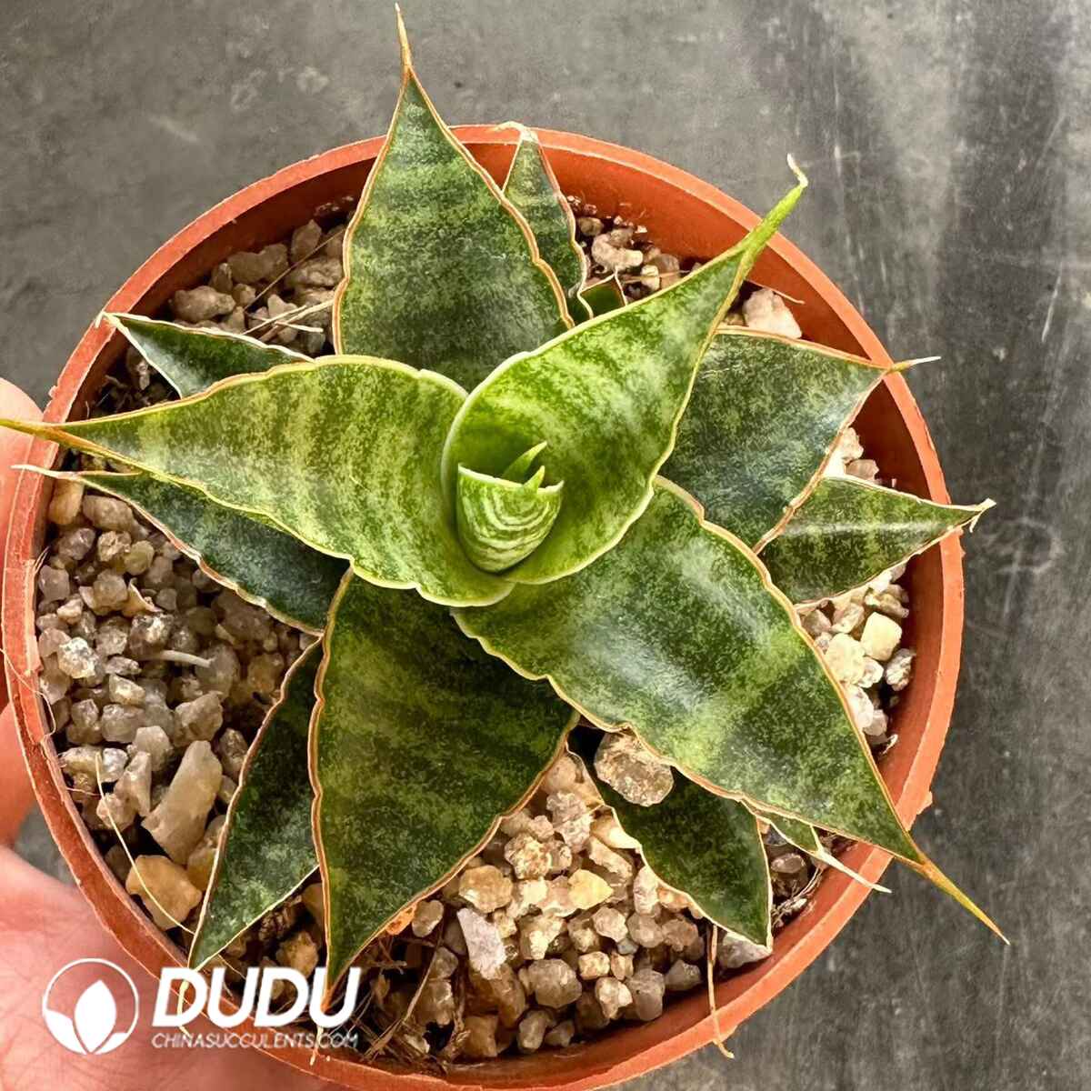 08901D90201.jpg Haworthia Meteor Shower - 画像 (1)