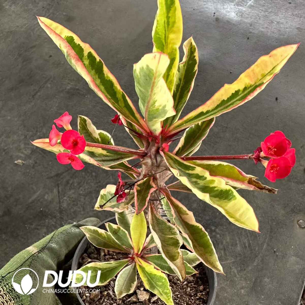 08902D90201.jpg Euphorbia milii var. splendens Variegated - 画像 (1)