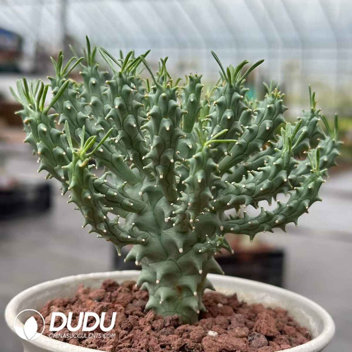 08907D150201.jpg Euphorbia Flanaganii - 画像 (1)